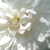 Biały  - Angielska róża - Ausram